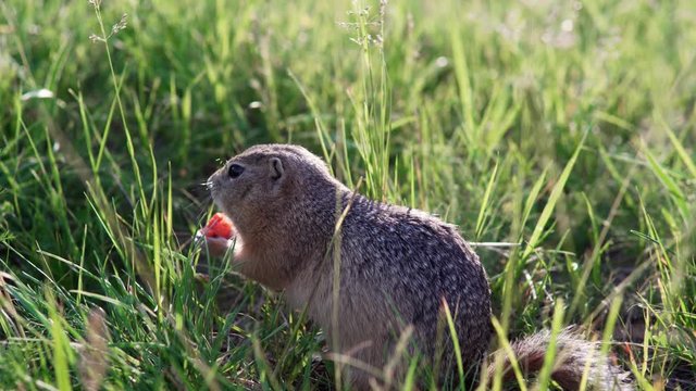 Fat gopher or ground squirrel sits in the grass and nibbles or eats a carrot.