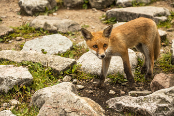 young fox. wild animal photo