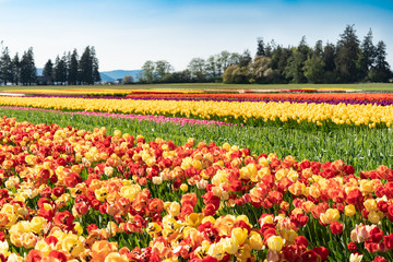 Fototapeta na wymiar Multi-colored bright tulip fields. 