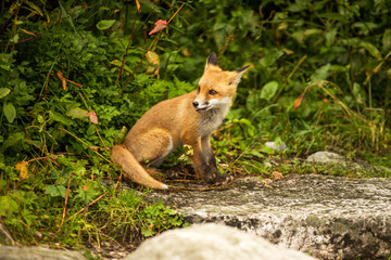 young fox. wild animal photo