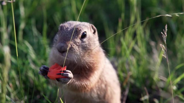 Funny ground squirrel sits in the grass and nibbles or eats a carrot.