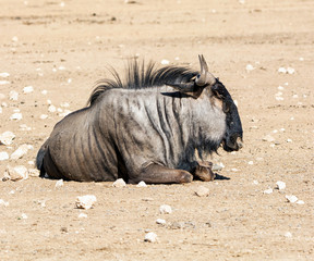 Blue Wildebeest