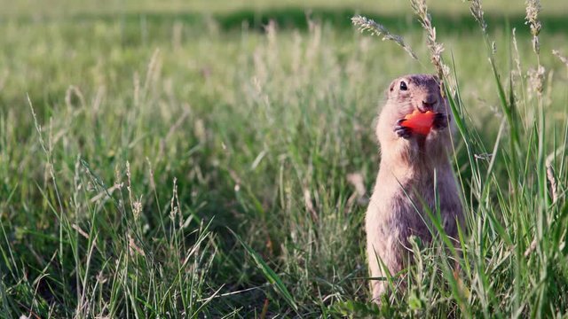 Fat gopher or ground squirrel sits in the grass and nibbles or eats a carrot.