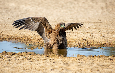 Immature Bateleur Eagle
