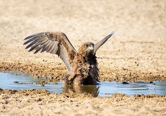 Immature Bateleur Eagle