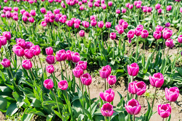 Vibrant pink tulips in field rows. 