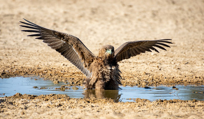 Immature Bateleur Eagle