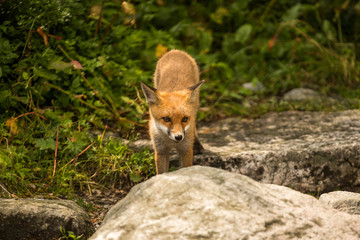 young fox. wild animal photo