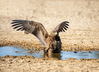 Immature Bateleur Eagle