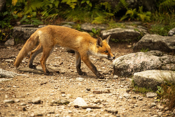 young fox. wild animal photo