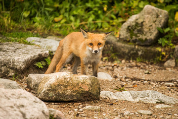 young fox. wild animal photo