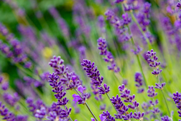 Lavender blooms in the garden. Aromatic and medicinal plants in the garden. Purple and blue lavender flowers. Natural background of lavender plants.