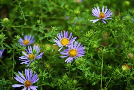 Bright purple aster flowers blooming in the garden