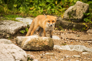 young fox. wild animal photo