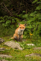 young fox. wild animal photo