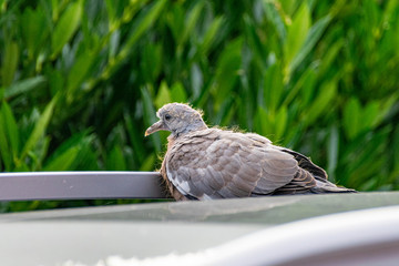 Wood pigeon fledgling resting on a car roof