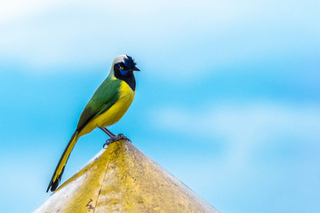 Carriquí/Cyanocorax yncas