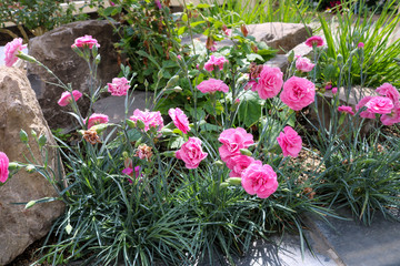 Fototapeta na wymiar Pink carnations on flower bed.