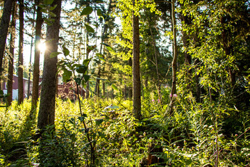 Sunrise in the Forest