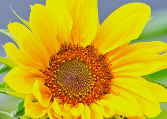 close up of a single sunflower head