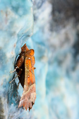 The Herald (Scoliopteryx libatrix) moth