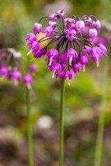 Allium cernuum in garden. The blooming unusual allium flower in the garden. Purple flowers of allium cernuum.