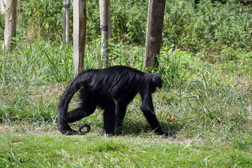 Atèle à face rouge