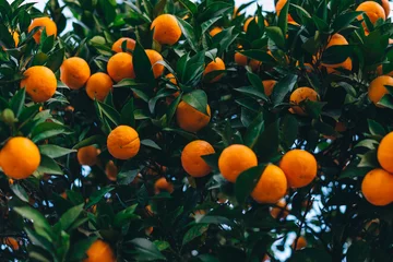 Fotobehang closeup of ripe oranges on a tree with green leaves. fruits. © Ivan