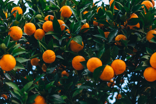 closeup of ripe oranges on a tree with green leaves. fruits.