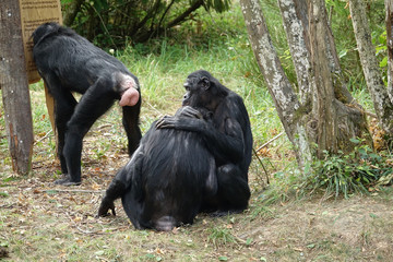 accolade de bonobos