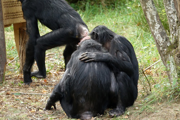 accolade de bonobos