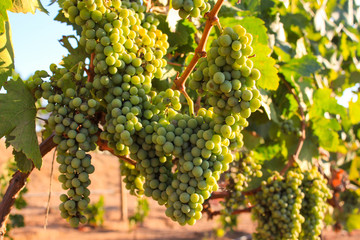 Uvas  verdes de viñedo. Valle de Guadalupe, México