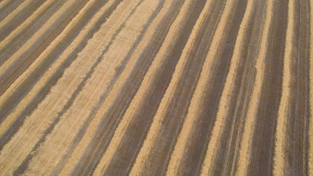 4k Aerial video view from a height, fields with ripe gold-colored wheat