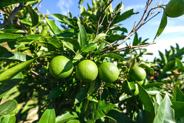 Fresh green lemons on the tree in the garden
