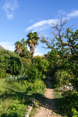 Fototapeta na wymiar The botanical garden Arboretum in Trsteno, Dubrovnik, Croatia.