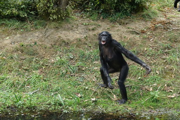 Femelle dominante Bonobo en train de crier sur le public