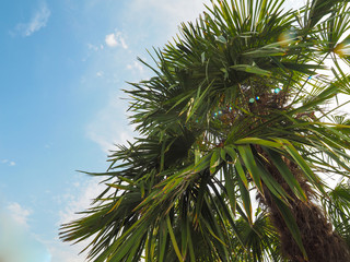 Fototapeta na wymiar palm tree in summer