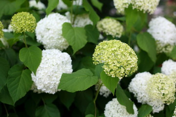 flowering white hydrangea