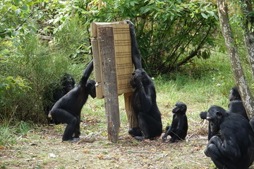 Bonobos en train de manger des insectes