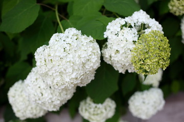 flowering white hydrangea