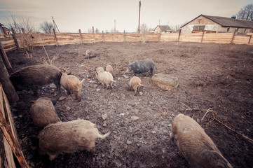 Domestic boars in the paddock