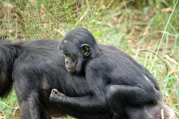 bébé Bonobo