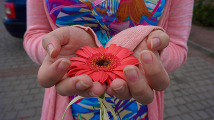 Small girl's fingers careful holding a red flower as a gift