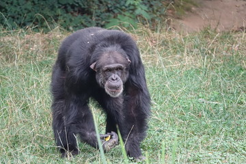 Chimpanzé en train de marcher