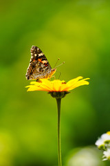 Plakat 蜜を吸う蝶