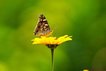 蜜を吸う蝶