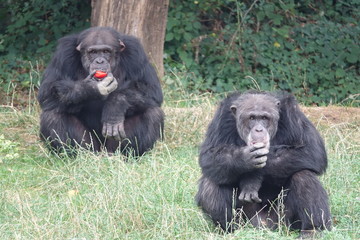 groupe de Chimpanzés en train de manger