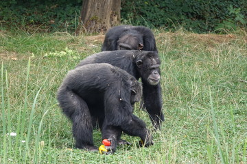 groupe de Chimpanzés en plein repas