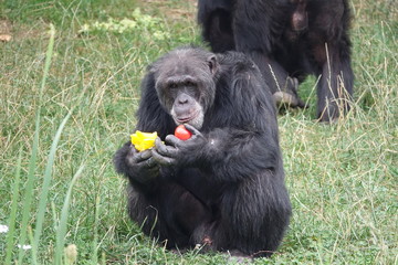 Chimpanzé en train de manger des fruits