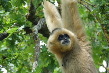 tête d'un Gibbon à favoris blancs
